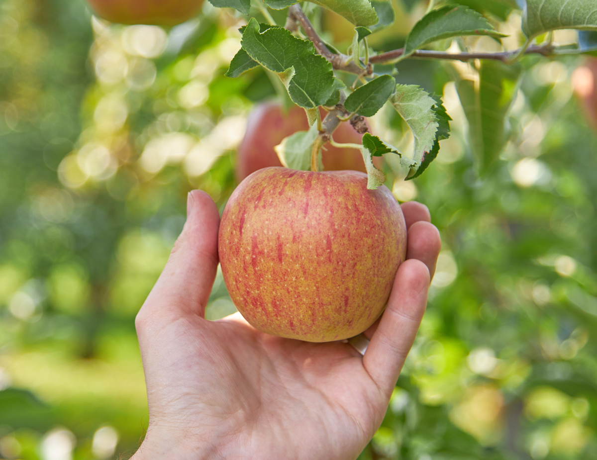 Red-fleshed apples - Good Fruit Grower